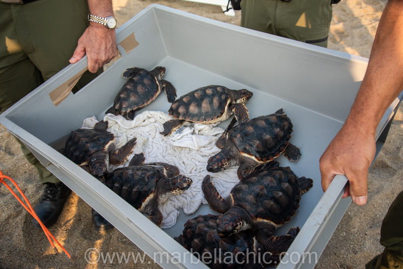 Suelta de tortugas boba en Marbella