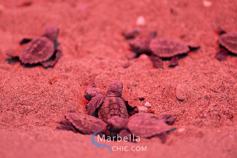 Nacimiento de Tortugas de mar Caretta caretta en Marbella